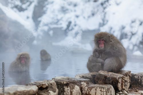 Japanese snow monkey mother hugging her baby  © Denys