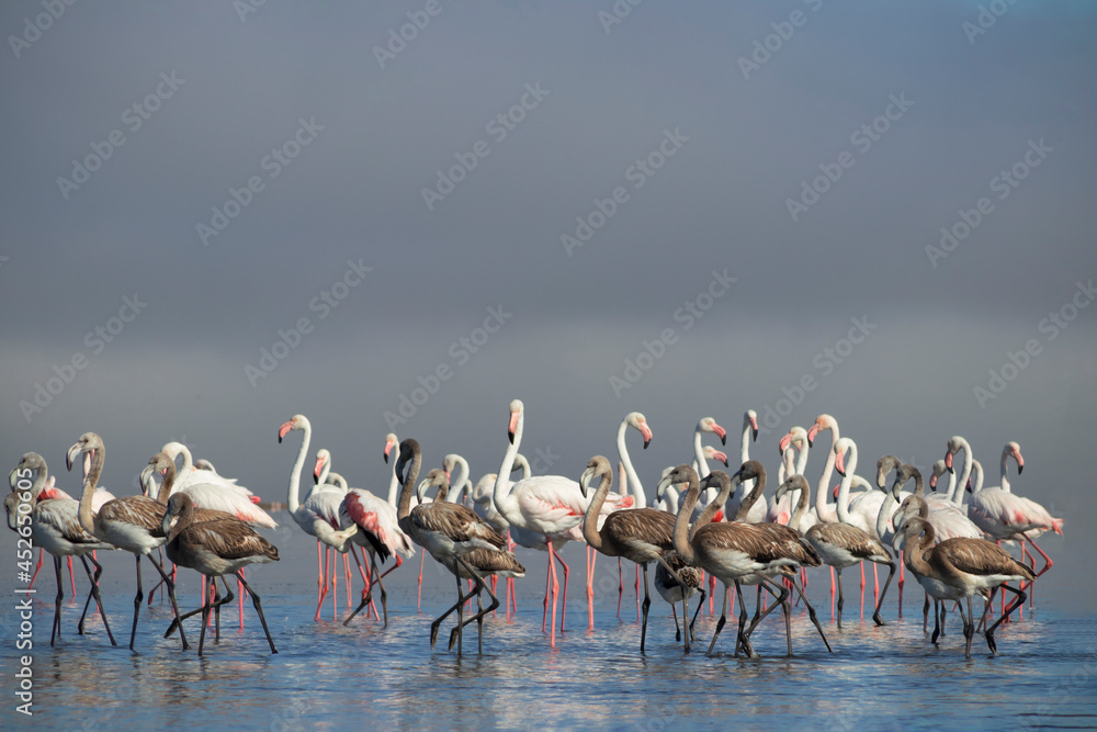 Fototapeta premium Flock of pink african flamingos walking around the blue lagoon on the background of bright sky on a sunny day.