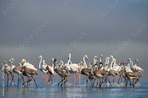  Flock of pink african flamingos walking around the blue lagoon on the background of bright sky on a sunny day.