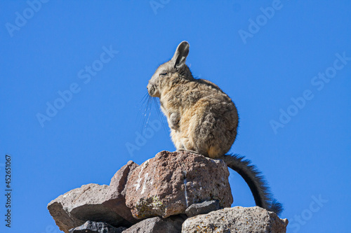 Portrait of a Southern Viscacha (lagidium viscacia) sitiing on rock against blue sky photo