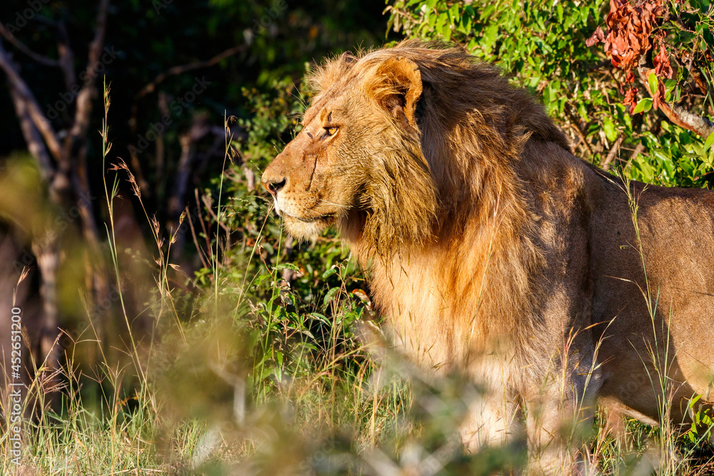 Male lion standing and looking at the bushes Male lion standing and looking at the bushes