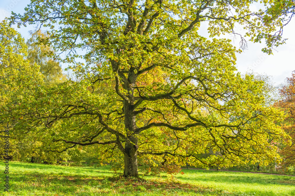 Oak tree in autumn colours on a meadow Oak tree in autumn colours on a meadow