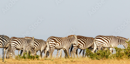 Panorama with Zebras walking on the savanna