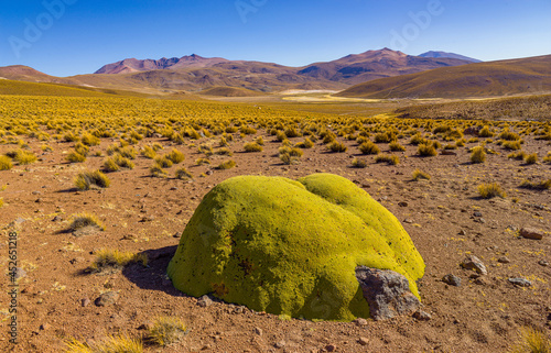 Yareta (Azorella compacta) plant on the high altitude plateau of the altiplano  in Isluga National Park in northern Chile photo