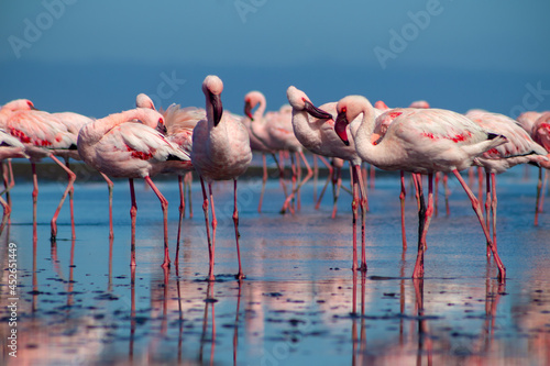 Wild african birds. Group birds of pink  flamingos  walking around the blue lagoon on a sunny day © Yuliia Lakeienko