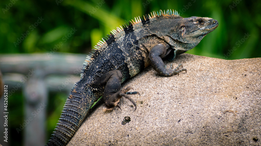 Costa Rican predator, close up photo, animals of our country, Alligator Costa Rican predator, close up photo, animals of our country, Alligator