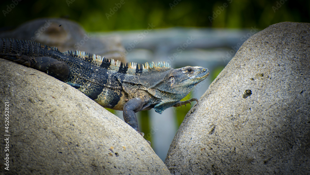 Costa Rican predator, close up photo, animals of our country, Alligator