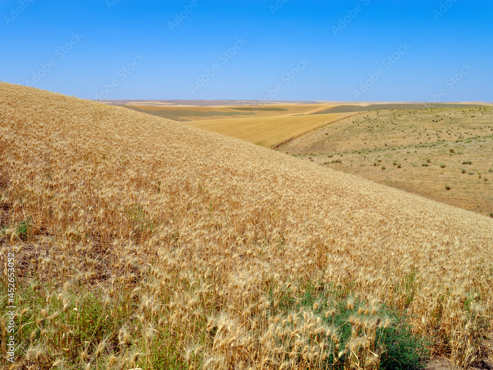 Wheat fields on the rolling hills of the Palouse Region in south