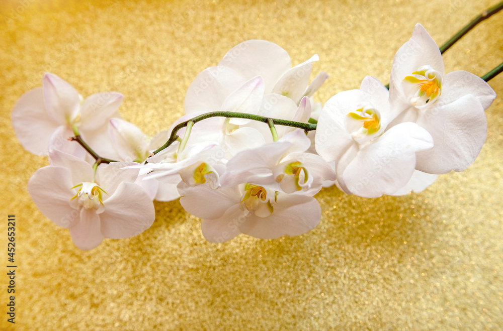 A branch of white orchids on a shiny gold background
A branch of white orchids on a shiny gold background