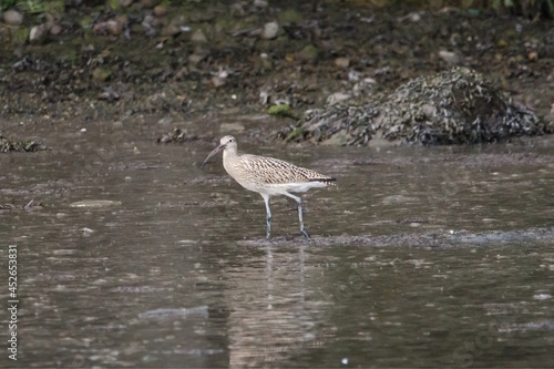 Juvenile Curlew foraging.