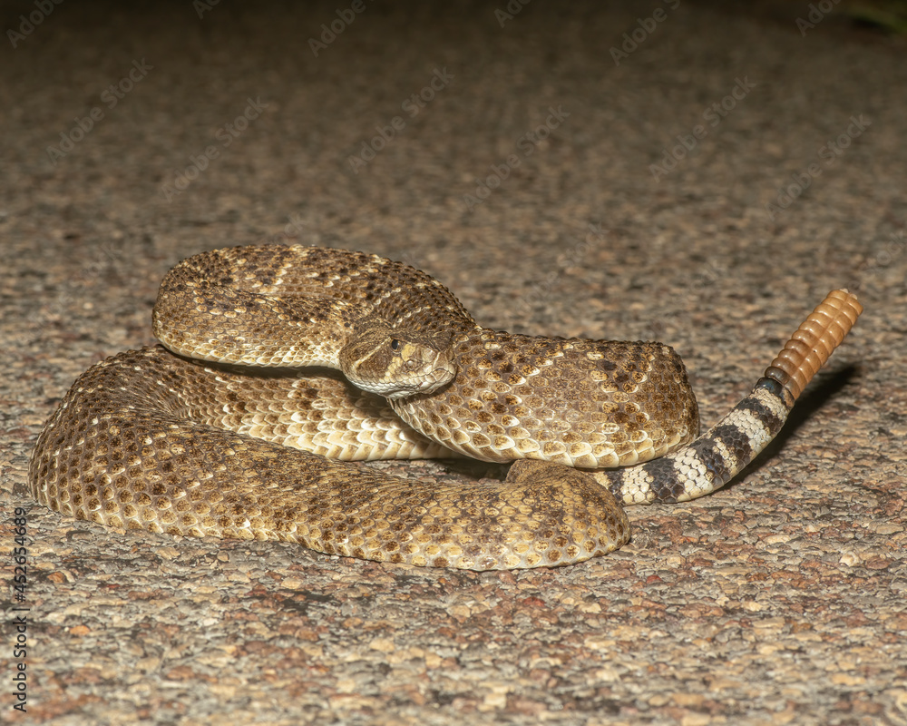 Obraz premium Wester Diamondback Rattlesnake