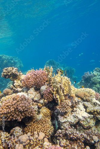 Colorful coral reef at the bottom of tropical sea, hard and soft corals, underwater landscape