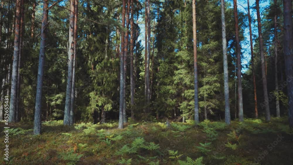 Walk in a pine forest on a summer day. Coniferous and deciduous trees on green moss. The fern is illuminated by the summer sun. Good place for outdoor activities and hiking. Dune zone of the Baltic in Walk in a pine forest on a summer day. Coniferous and deciduous trees on green moss. The fern is illuminated by the summer sun. Good place for outdoor activities and hiking. Dune zone of the Baltic in