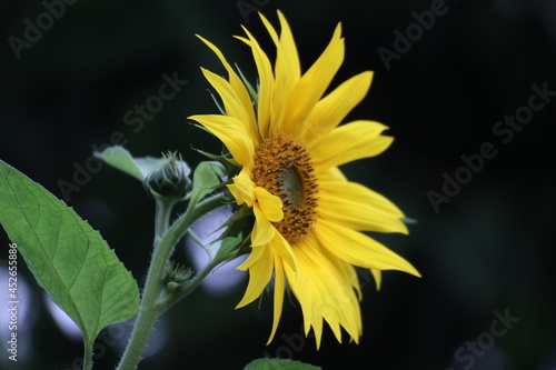 Close up of a beautiful sunflower in the garden at summer time