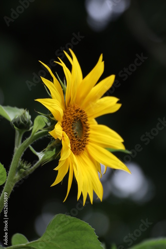 Close up of a beautiful sunflower in the garden at summer time