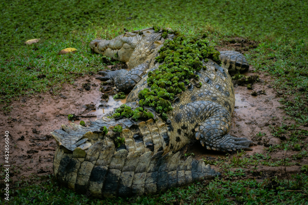 Fototapeta premium Alligator, Costa Rican wildlife, dangerous animal
