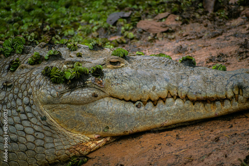Alligator, Costa Rican wildlife, dangerous animal