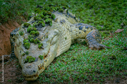 Alligator, Costa Rican wildlife, dangerous animal