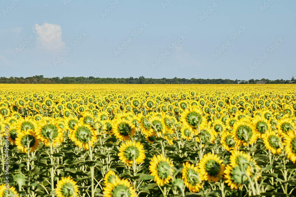 field of dandelions field of dandelions