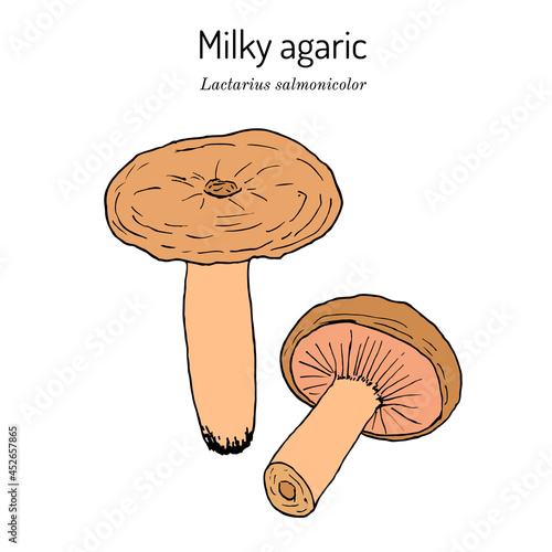 Milky agaric Lactarius salmonicolor , edible and medicinal mushroom