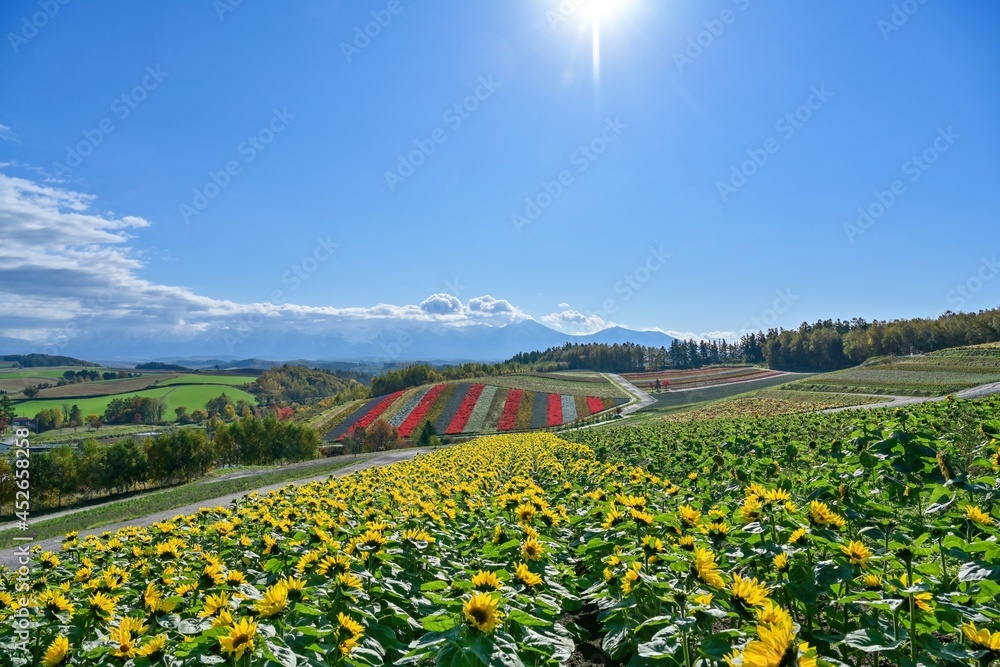 満開のヒマワリと富良野の丘のコラボ情景＠北海道