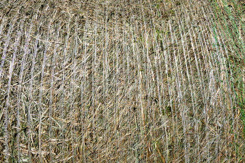 Close up of a round hay bale freshly ejected from a hay baler
 photo