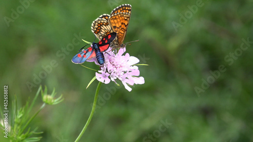 Flying Butterflies, Butterfly on Flower in Nature Macro, Mountain Garden View with Insects Closeup © CreativeZone