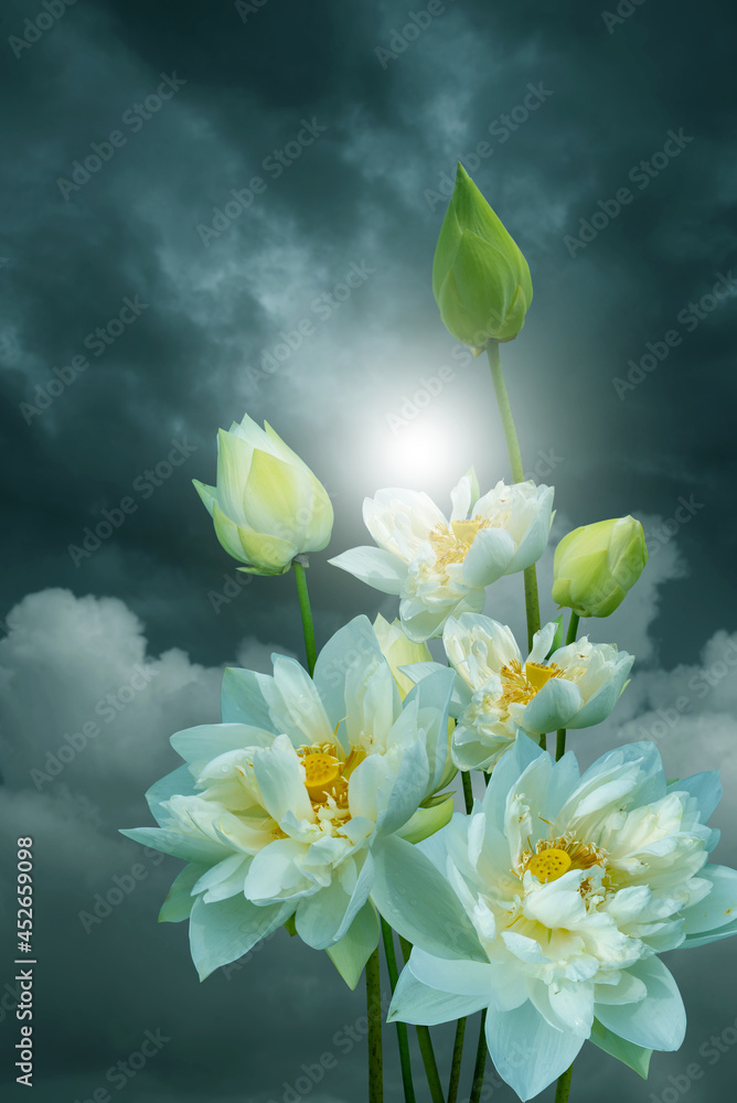 A group of white lotus flowers and buds in the dramatic sky background