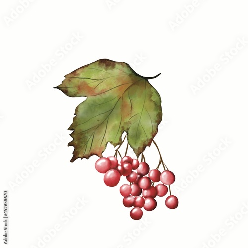 bunch of grapes