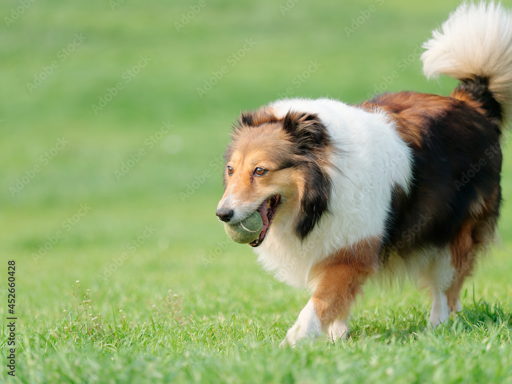 Running Shetland sheepdog with tennis ball in mouth on sunny green grass field, happy dog playing retrieve game. Running Shetland sheepdog with tennis ball in mouth on sunny green grass field, happy dog playing retrieve game.
