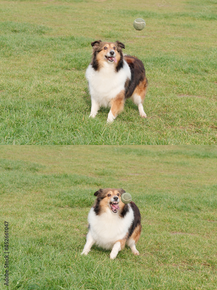 Playing fetch game with cute Shetland sheepdog in sunny grass field, staring at the tennis ball in the air and ready to catch it, funny focused expression with big eyes.
