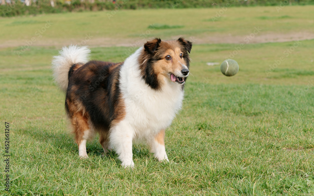 Playing fetch game with cute Shetland sheepdog in sunny grass field, staring at the tennis ball in the air and ready to catch it, funny focused expression with big eyes. Playing fetch game with cute Shetland sheepdog in sunny grass field, staring at the tennis ball in the air and ready to catch it, funny focused expression with big eyes.