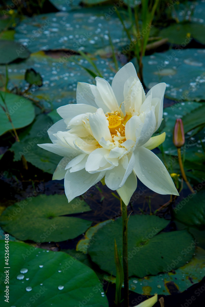 White lotus and green leaf , The photography of a Beautiful white lotus, The white Lotus flower, Nature photography with white lotus flower White lotus and green leaf , The photography of a Beautiful white lotus, The white Lotus flower, Nature photography with white lotus flower