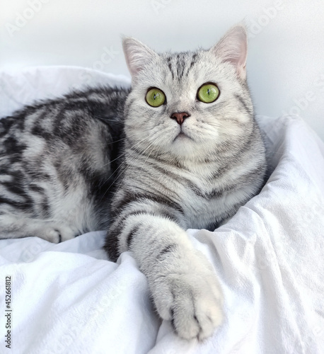 scottish cat with straight ears, portrait of a Scottish straight-eared cat, the cat is resting,