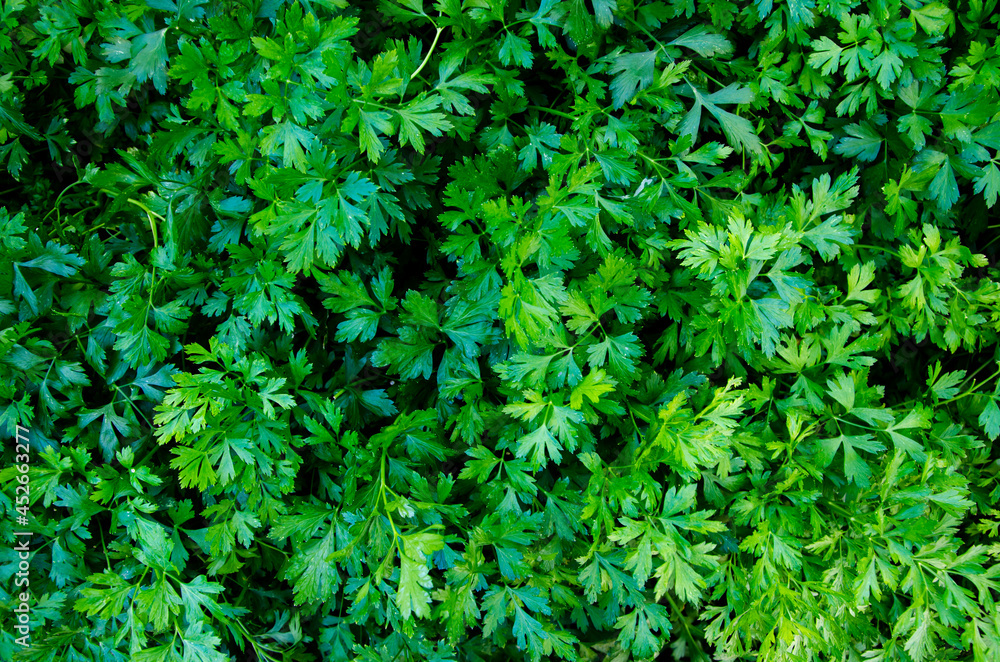 Parsley grows in the garden. It is grown outdoors in the garden area. Green background of parsley leaves, top view close-up, Parsley or garden parsley (Petroselinum crispum), edible, medicinal plant Parsley grows in the garden. It is grown outdoors in the garden area. Green background of parsley leaves, top view close-up, Parsley or garden parsley (Petroselinum crispum), edible, medicinal plant