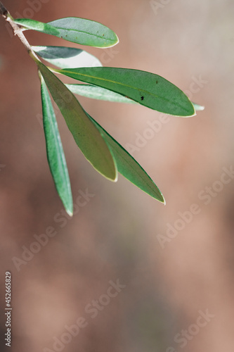 Wallpaper Mural Nahaufnahme von Olivenzweigen  Torontodigital.ca