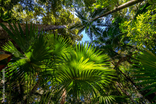 Lush green rainforest in Eungella National Park, Queensland, Australia