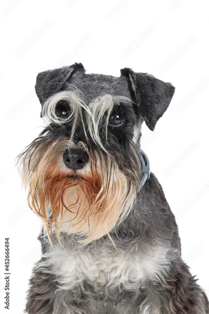 portrait of schnauzer miniature  terrier isolated on white