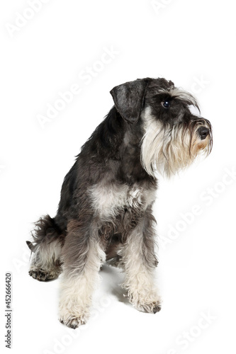 black and white schnauzer sitting