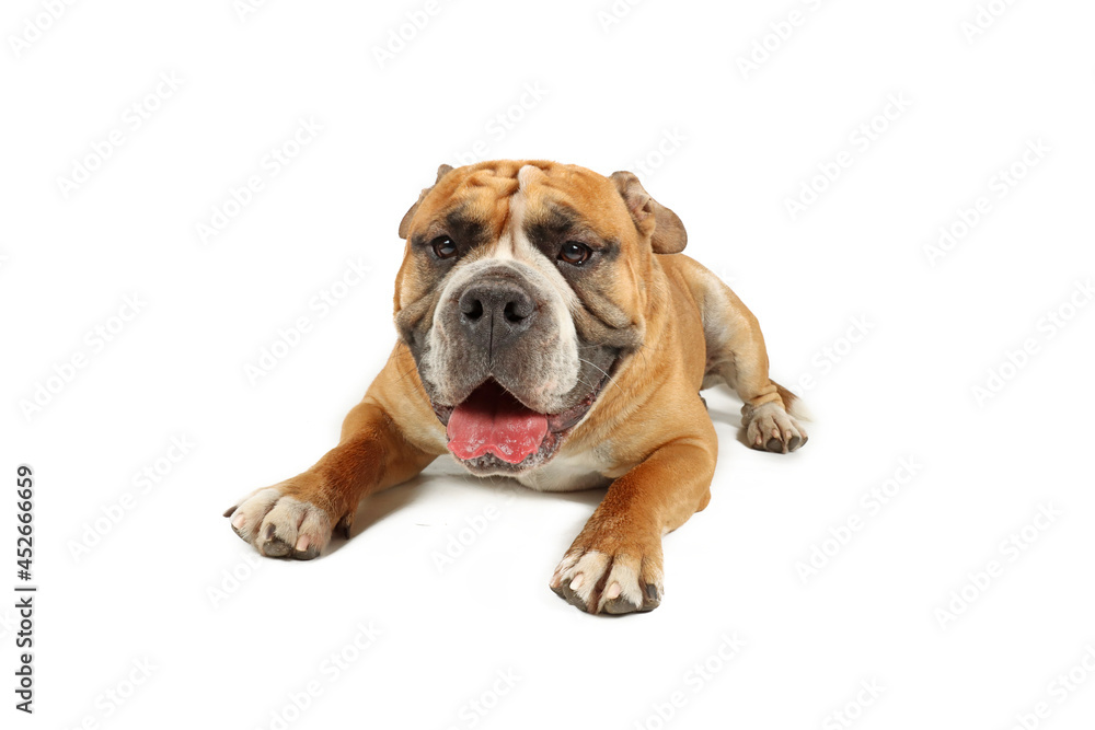 english bulldog isolated on white background with tongue out 