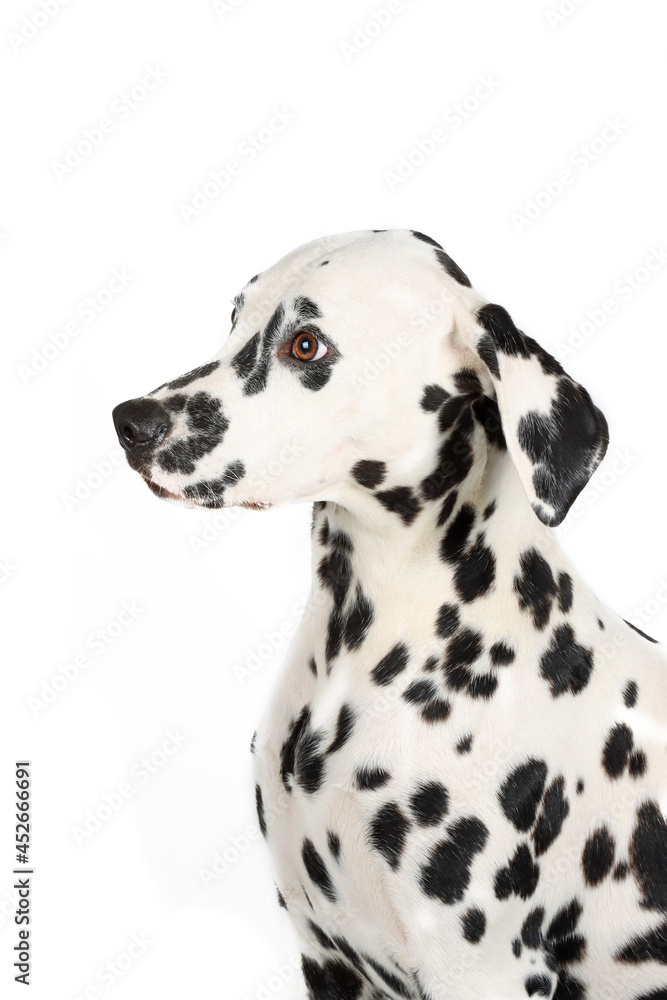 portrait of Dalmatian 