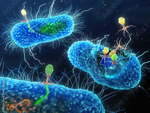 Bacterial transduction, illustration photo