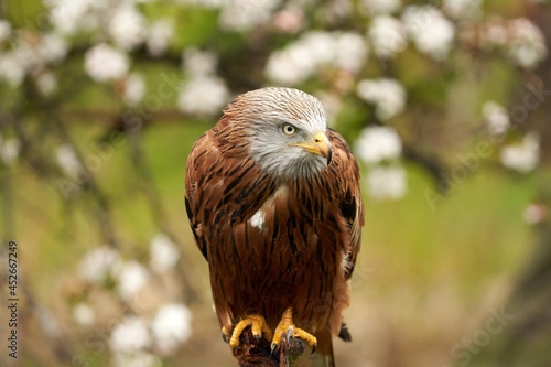 Red kite, in a tree with white blossom. Bird of prey portrait with yellow bill and red plumage and blue gray head © Dasya - Dasya