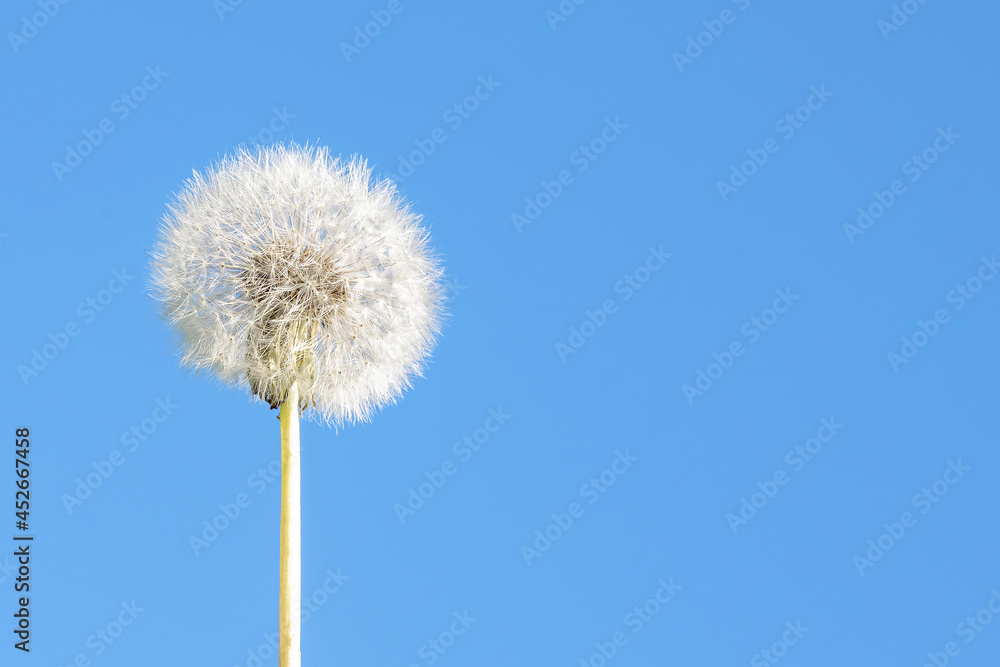 White dandelion on a blue sky background