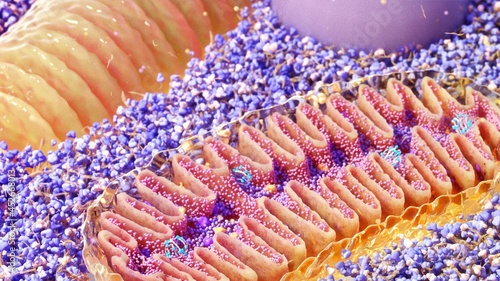 Mitochondria cross-section, illustration photo