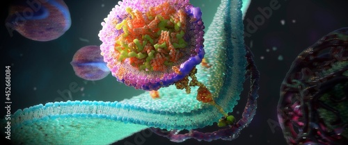 LDL receptors on cell membrane, illustration photo