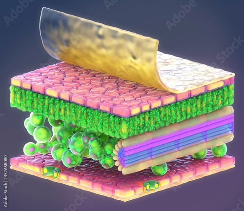 Plant leaf structure, illustration