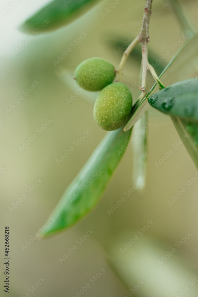 close up of olive branches close up of olive branches