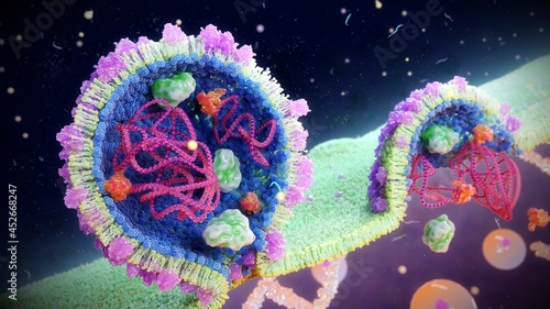 Arenavirus particles budding, illustration photo