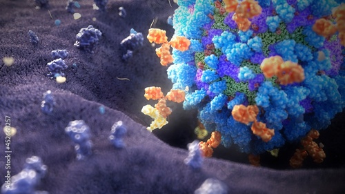 Antibodies binding influenza virus, illustration photo